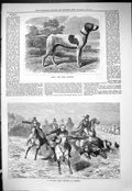 Old 1877 Bray Stud Pointer Hound Dog Village Horse Race Meeting Saxon Victorian
