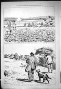Old Hunting Partridges Covey Turnips Birds Hedgerows Sport Shooting