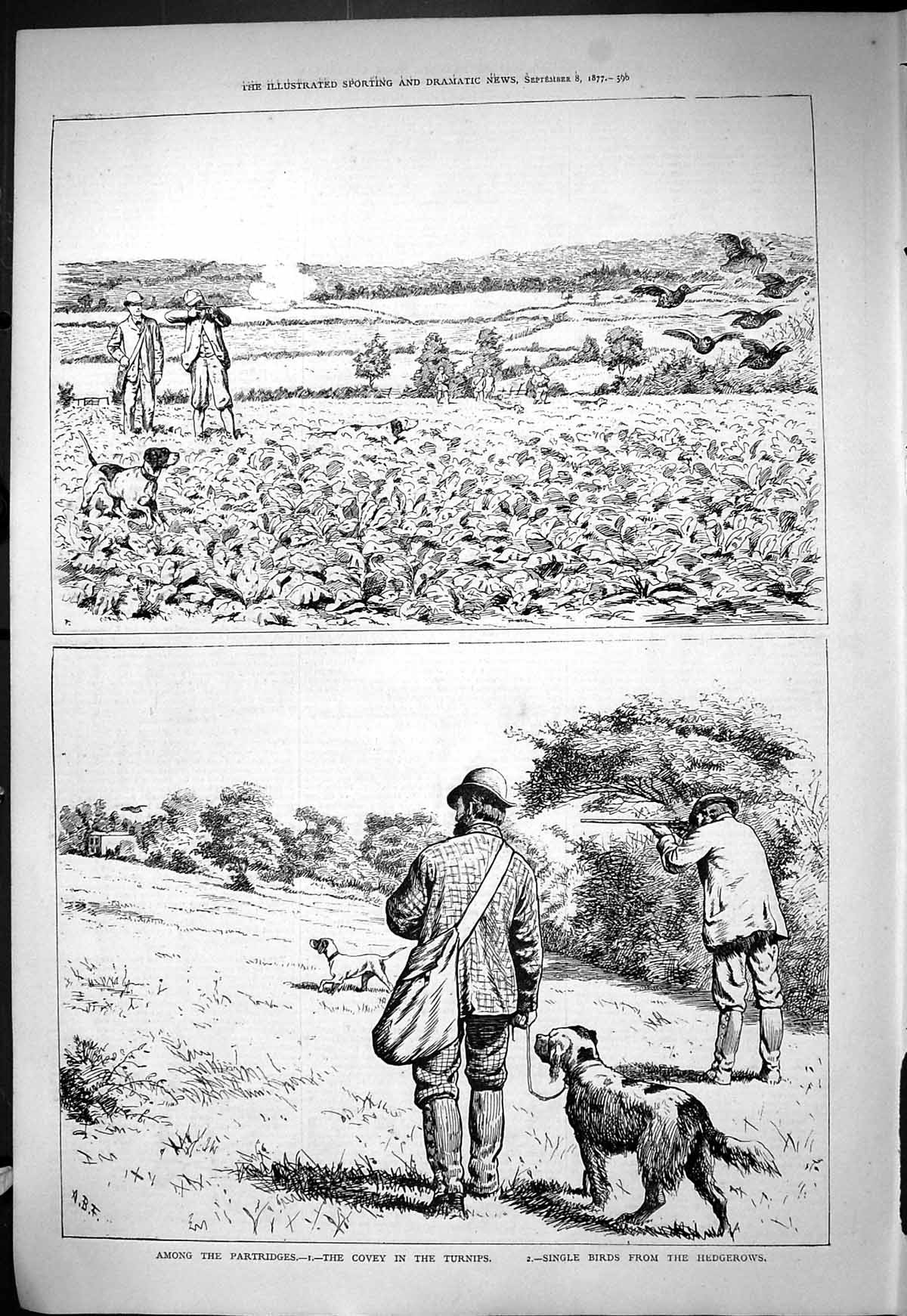 Old Hunting Partridges Covey Turnips Birds Hedgerows Sport Shooting