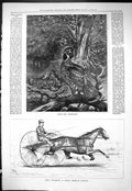 Old 1877 Judge Fullerton Famous American Trotter Horse Sport Capercai Victorian