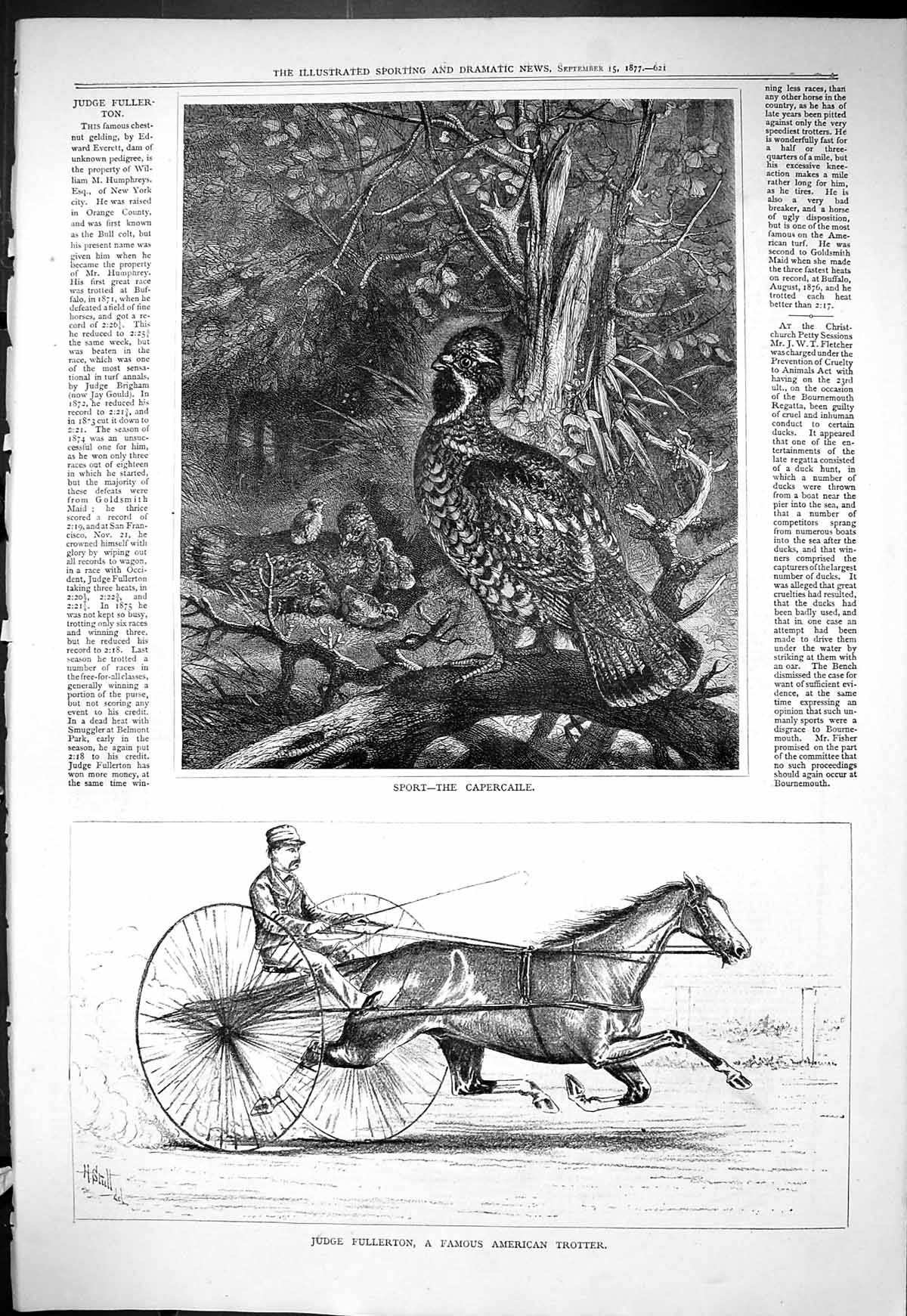 Old 1877 Judge Fullerton Famous American Trotter Horse Sport Capercai Victorian