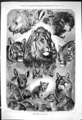 Old Antique Print Heads Zoo Animals 1877 Lions Tigers Bears Leopard Lemur 19th