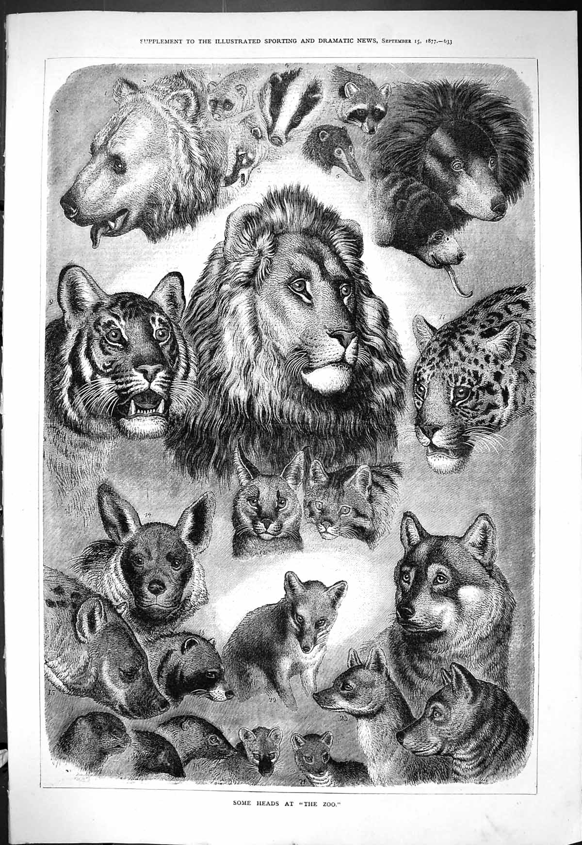 Old Antique Print Heads Zoo Animals 1877 Lions Tigers Bears Leopard Lemur 19th