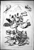 Original Old Antique Print Prize Winners Granville Poultry Show Birds 1877 19th