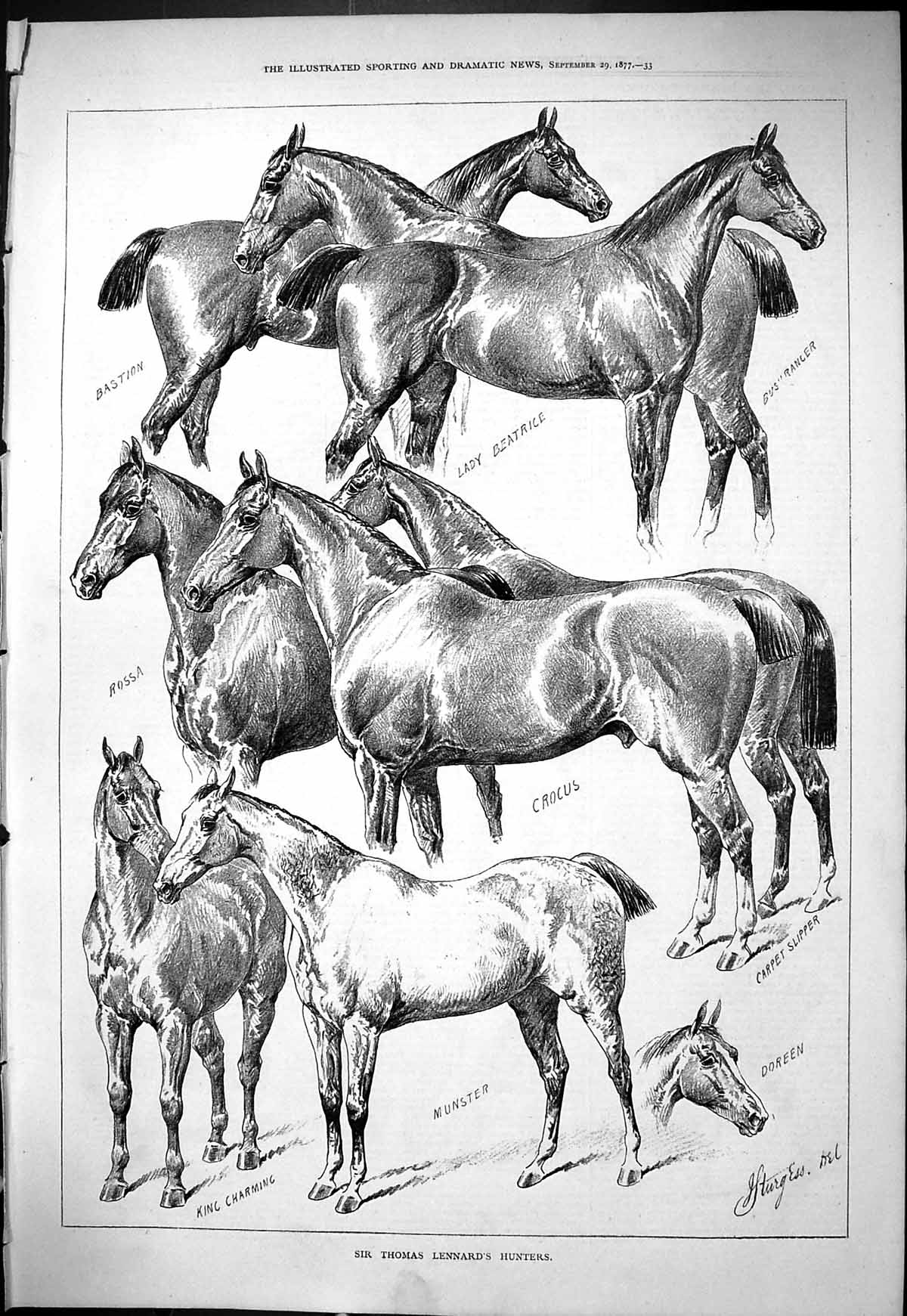 Old Print 1877 Sir Thomas Lennard Hunters Horses Crocus Beatrice Munster 19th