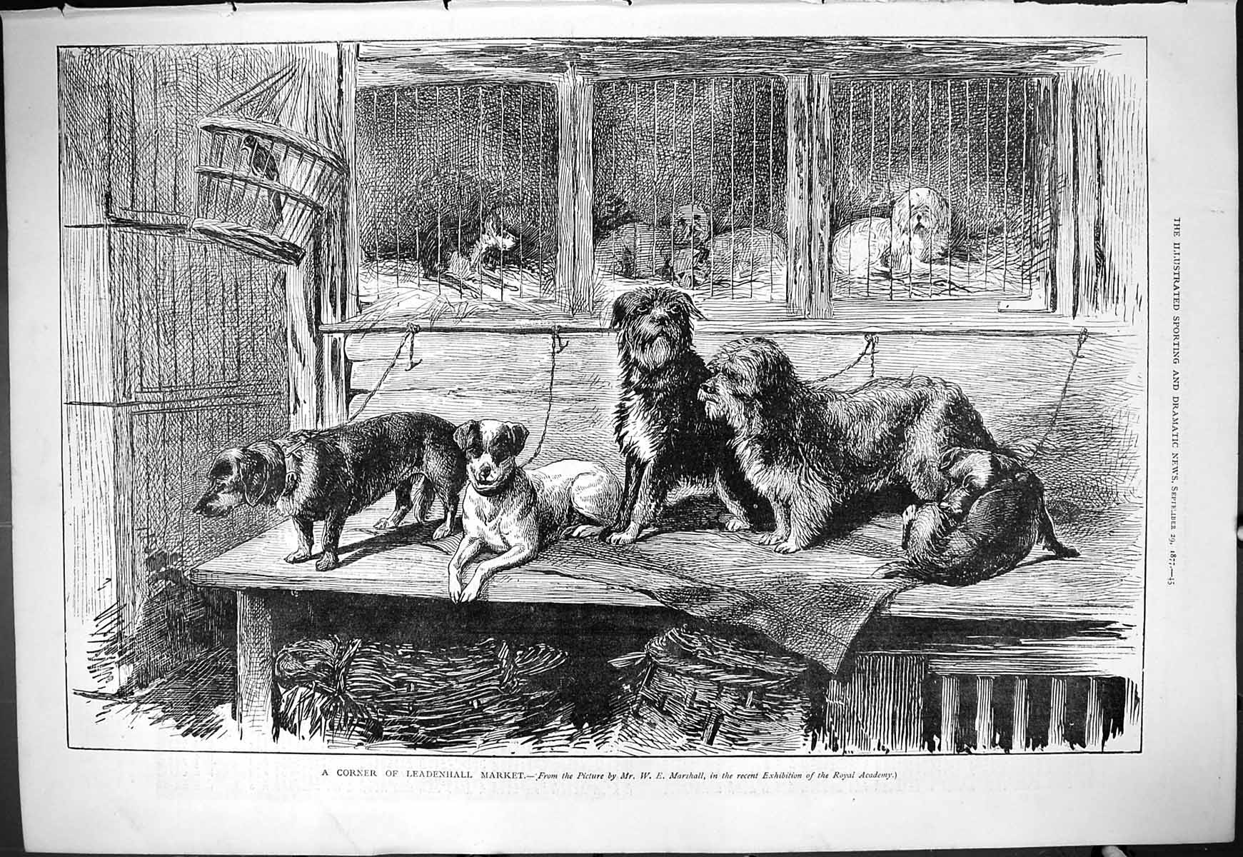 Original Old Antique Print 1877 Leadenhall Market Dogs Cages Animals Victorian