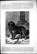 Original Old Antique Print 1877 Lighthouse Pet Dog Birds Sea Scene Victorian