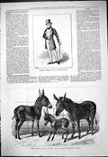 Old 1877 Portrait Charles Kemble Hybrid Zebra Berlin Zoological Garde Victorian