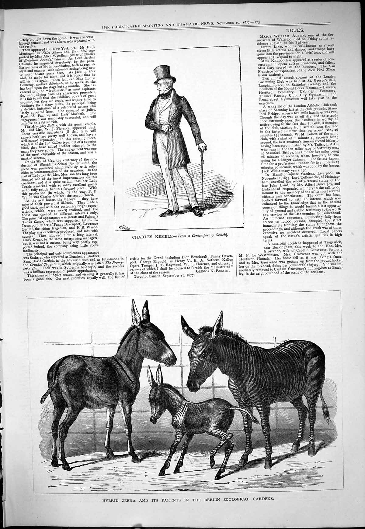 Old 1877 Portrait Charles Kemble Hybrid Zebra Berlin Zoological Garde Victorian