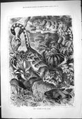 Original Old Antique Print Grey Leopards Jungle Wild Cats Animals 1877 19th