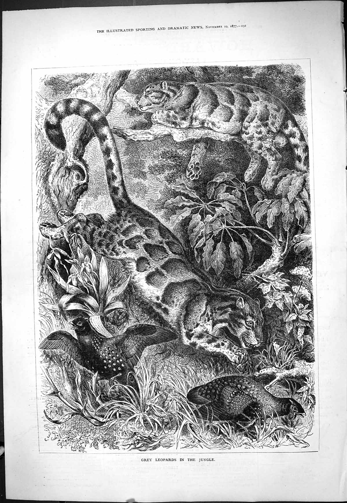 Original Old Antique Print Grey Leopards Jungle Wild Cats Animals 1877 19th