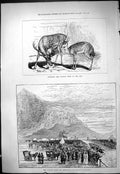 Old 1877 Antelope Fallow Deer Zoo Animals Autumn Horse Races Gibralta Victorian