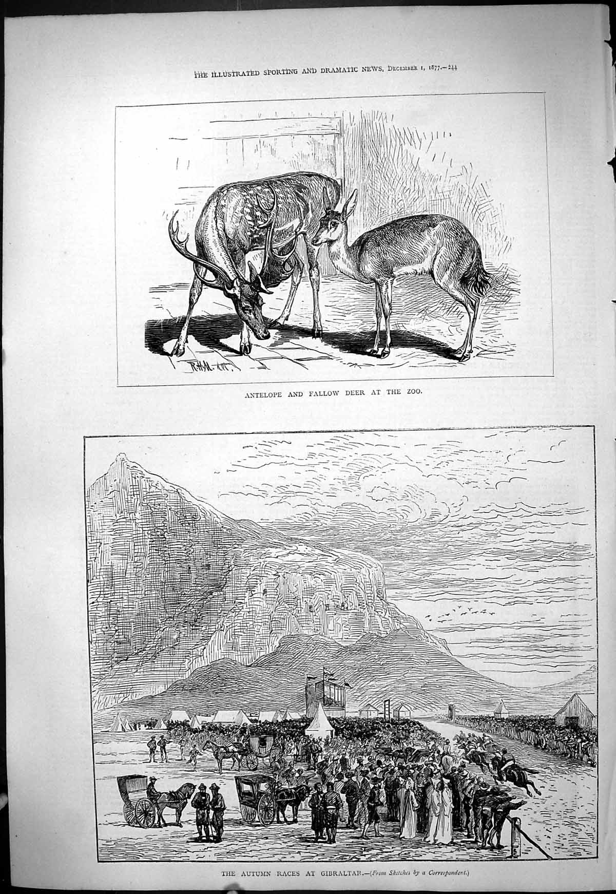 Old 1877 Antelope Fallow Deer Zoo Animals Autumn Horse Races Gibralta Victorian