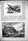 Old Antique Print 1877 Loftus Setter Dog Nell Famous Newmarket Hostelry 19th