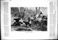 Original Old Antique Print 1877 Heathcock Ptarmigan Birds Forest Scene 19th