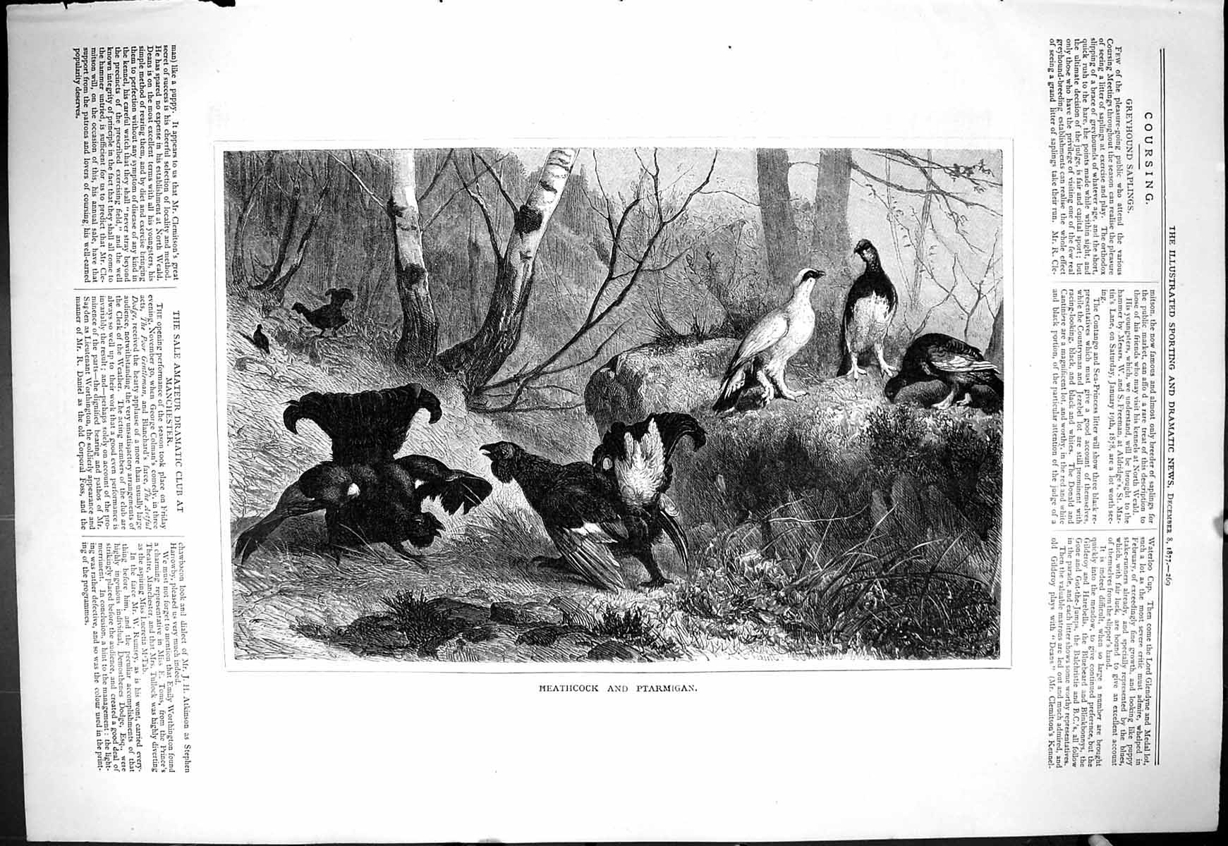 Original Old Antique Print 1877 Heathcock Ptarmigan Birds Forest Scene 19th