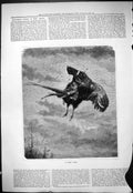 Original Old Antique Print 1878 Good Shot Hunting Dead Bird Grouse Shooting