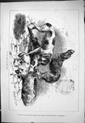 Original Old Antique Print 1878 Clutch Law Hunting Dogs Puppies Animals 19th