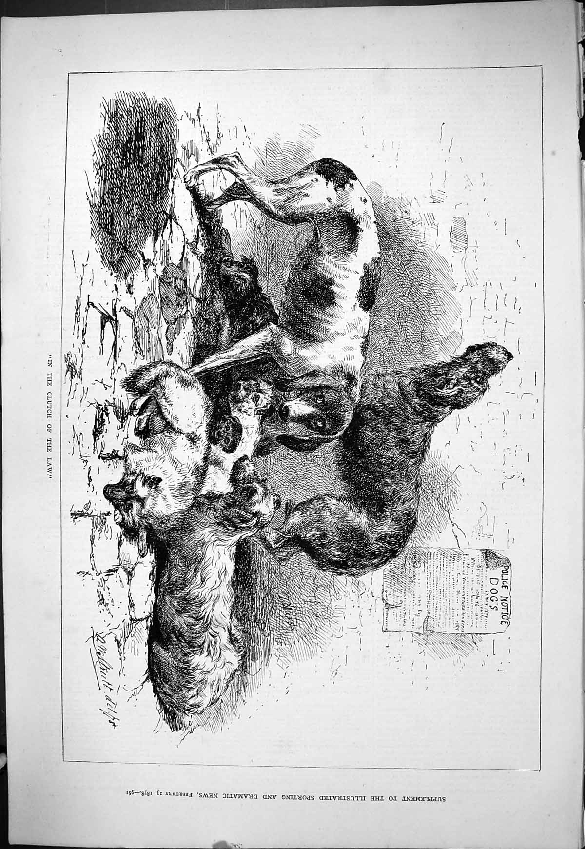 Original Old Antique Print 1878 Clutch Law Hunting Dogs Puppies Animals 19th