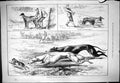 Antique Print 1878 Waterloo Winners Dogs Adelaide Palmflower Coomasie Zazel