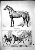 Original Old Antique Print 1878 Horse Racing Lupin Salvator Coach Transport