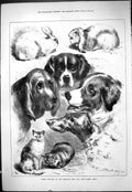 Old Antique Print 1878 Prize Winners Margate Dog Cat Rabbit Show Animals 19th