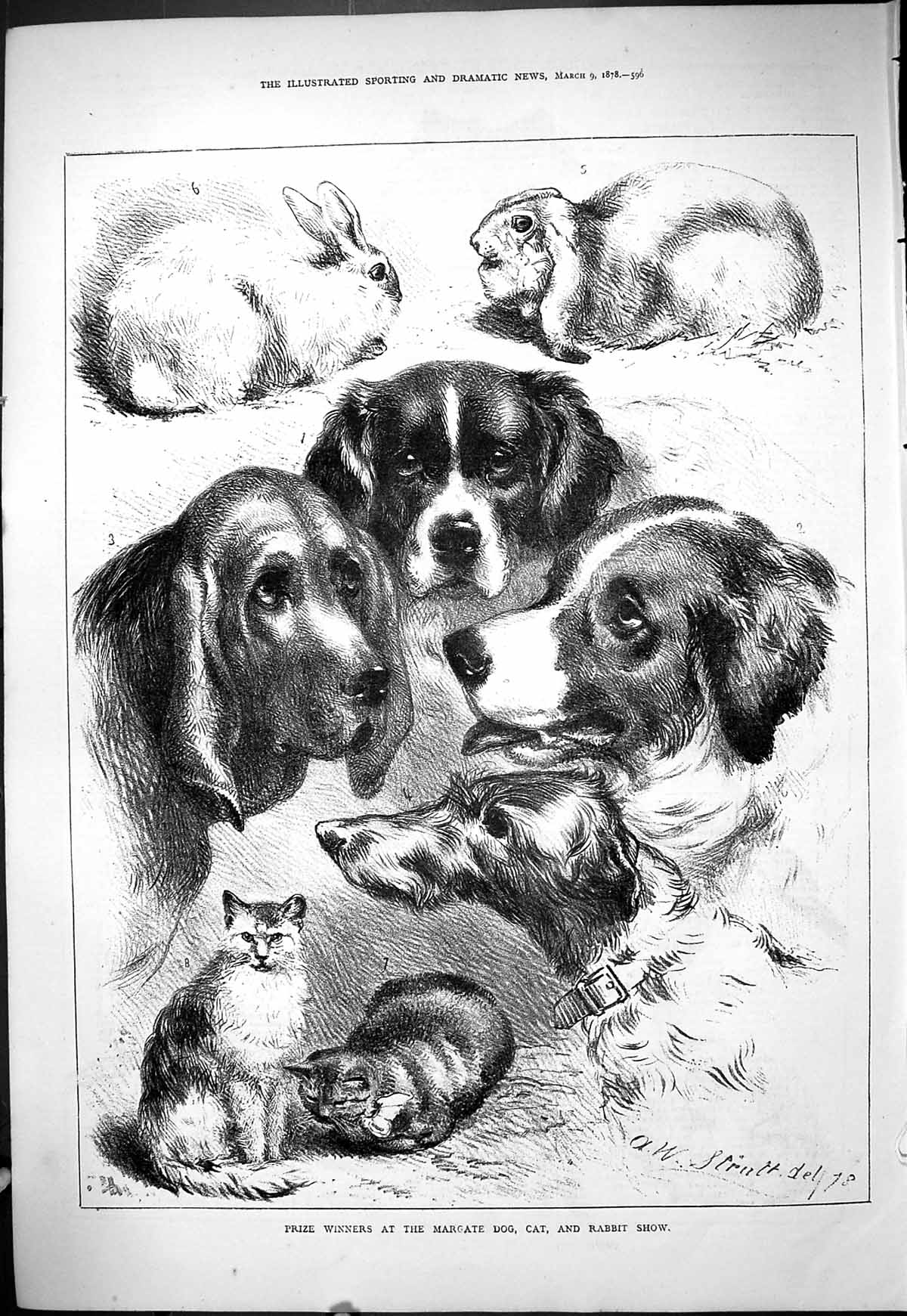 Old Antique Print 1878 Prize Winners Margate Dog Cat Rabbit Show Animals 19th