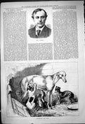 Old Print Portrait Mr Molloy 1878 Greyhound Dogs Pups Kennel Scene Moore 19th
