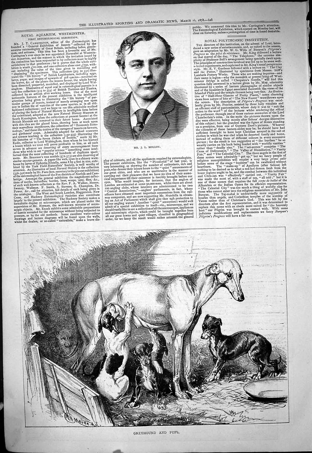 Old Print Portrait Mr Molloy 1878 Greyhound Dogs Pups Kennel Scene Moore 19th