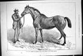 Original Old Antique Print 1878 Horse Ridden Corporal Ash Charge Light Brigade