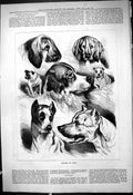 Original Old Antique Print 1878 Studies Dogs Pets Animals Hunting Victorian