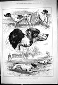 Old 1878 Kennel Club Dogs Field Trials Horseheath Ranger Garnet Scamp Victorian