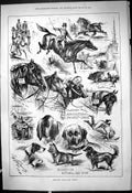 Old 1878 Scottish National Dog Show Glasgow Agricultural Show Animals Victorian