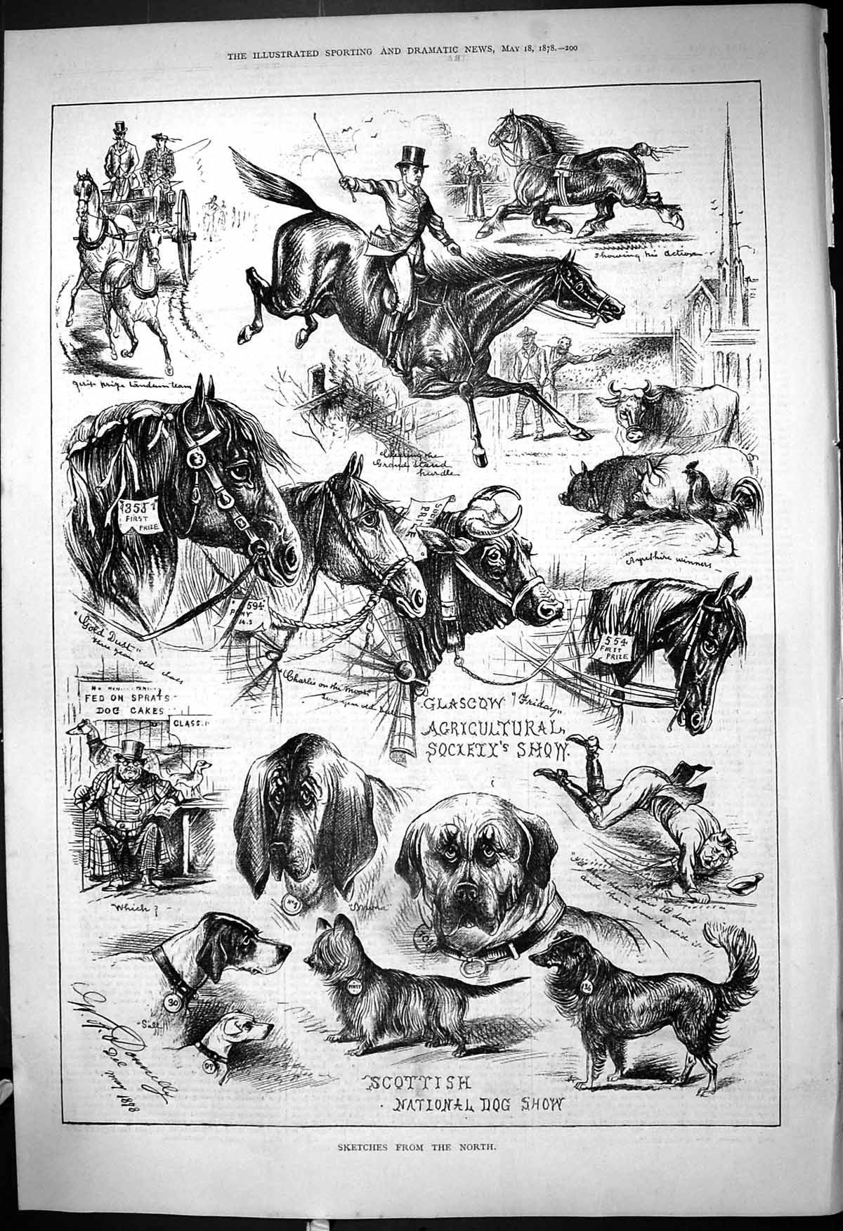Old 1878 Scottish National Dog Show Glasgow Agricultural Show Animals Victorian
