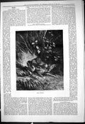 Original Old Antique Print 1878 Attack Nature Animals Fawn Deer Hunting 19th