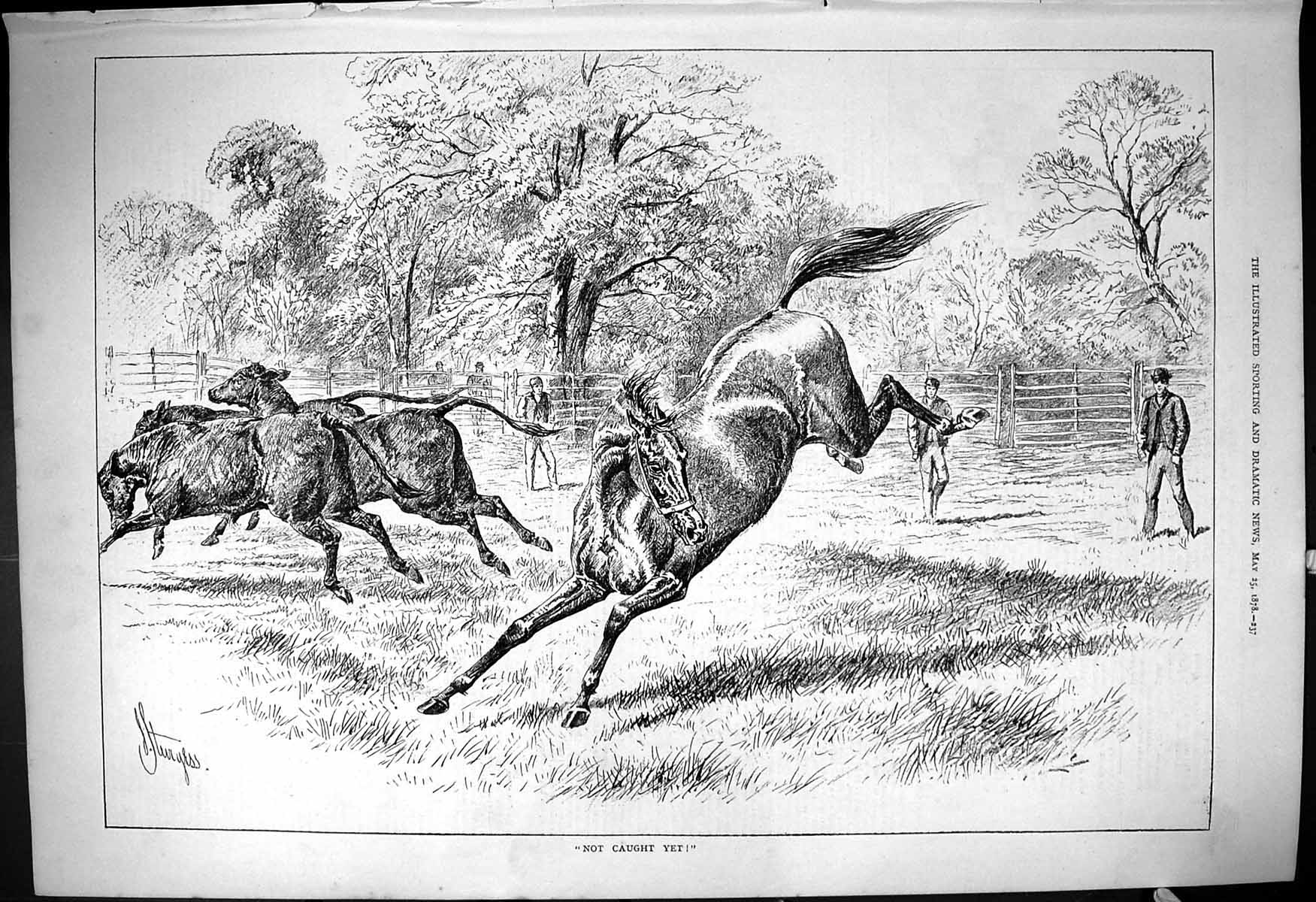 Original Old Antique Print 1878 Wild Horse Field Not Caught Yet Sturgess 19th