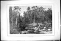 Original Old Antique Print Russian Forest Scene Trees River Russia 1878 19th