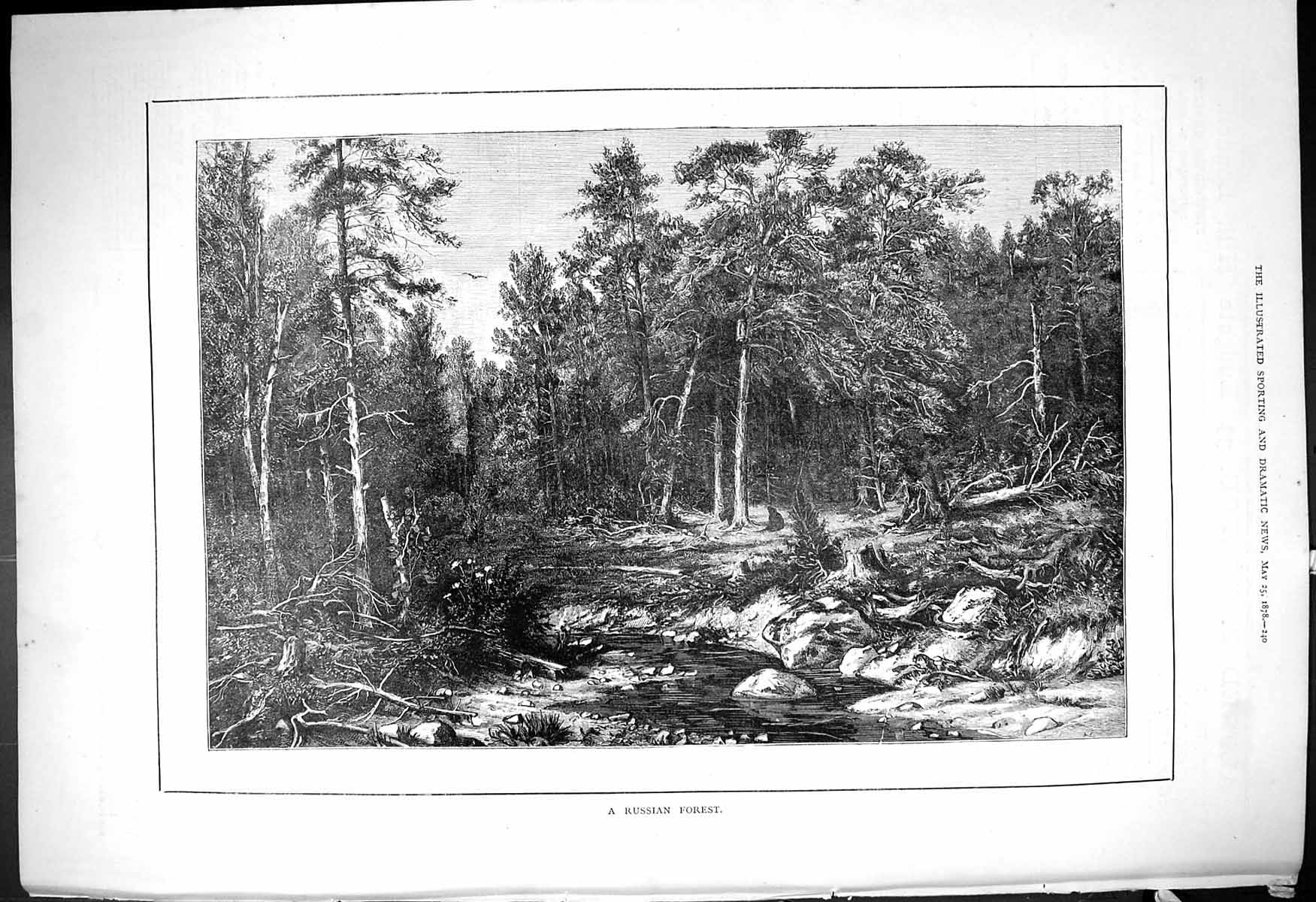 Original Old Antique Print Russian Forest Scene Trees River Russia 1878 19th