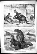 Original Old Antique Print 1878 Zoo Animals Seals Kangaroos 19th