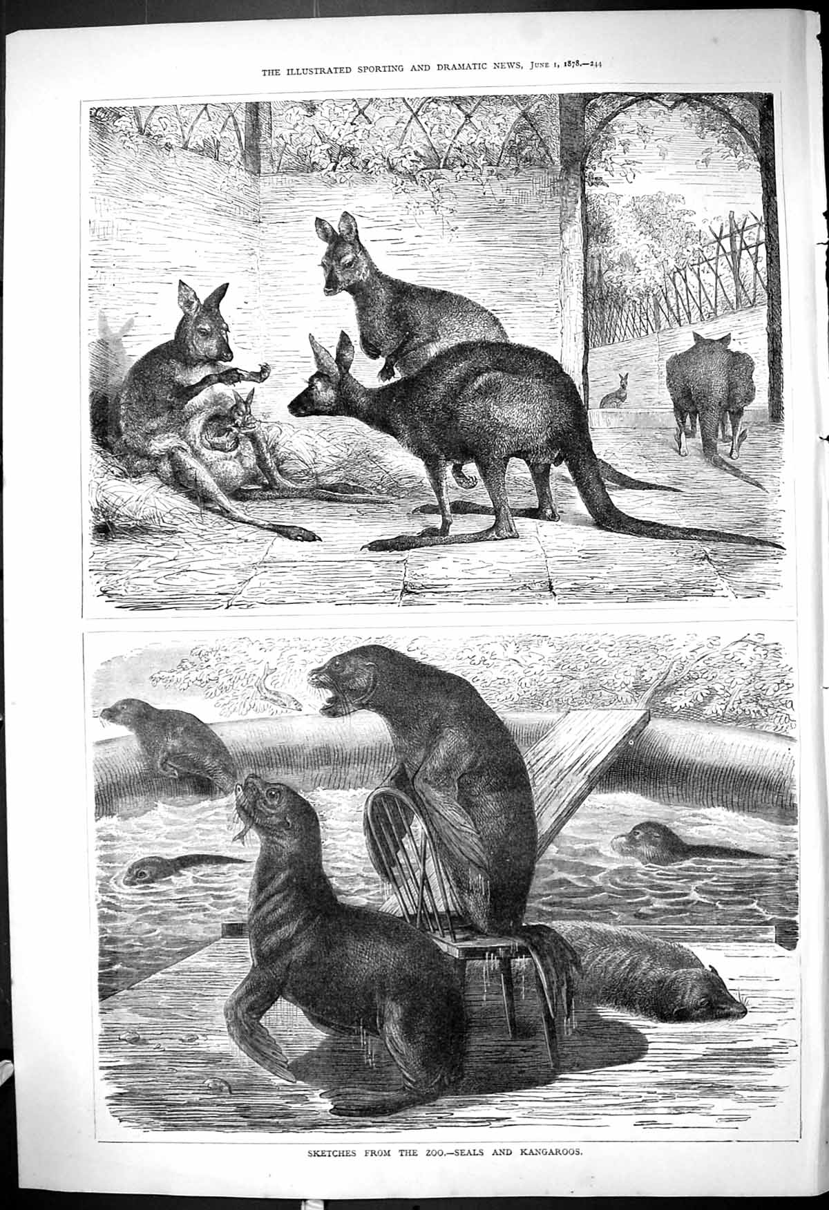 Original Old Antique Print 1878 Zoo Animals Seals Kangaroos 19th