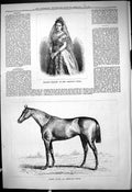 Old Portrait Madame Gerster Majesty Opera Horse Baden American Racer
