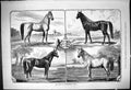 Original Old Antique Print 1878 King Wurtemberg Stud Horses York Icheik 19th