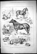 Old Antique Print Prize Winners Dunmow Cattle Poultry Show Animals 1878 19th
