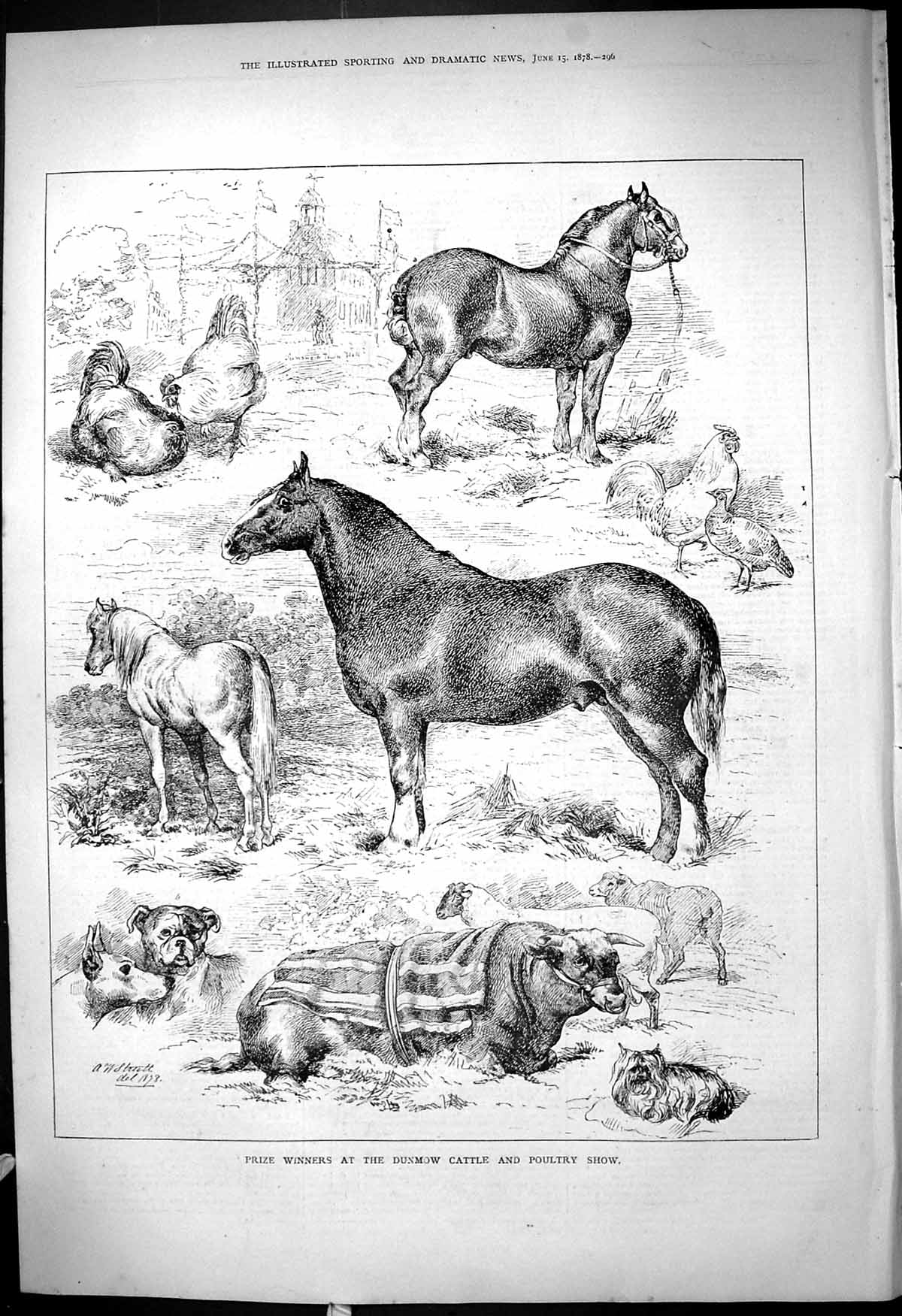 Old Antique Print Prize Winners Dunmow Cattle Poultry Show Animals 1878 19th