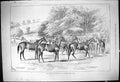 Old Yearling Horses Sale Marden Deer Park Soapstone Athol Roan Filly
