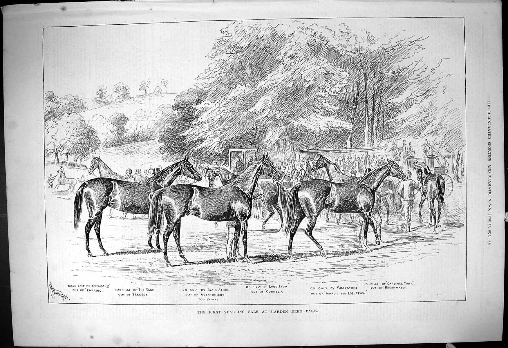 Old Yearling Horses Sale Marden Deer Park Soapstone Athol Roan Filly