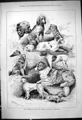Old Antique Print Prize Winners Annual Dog Show Edinburgh Stevenson 1878 19th