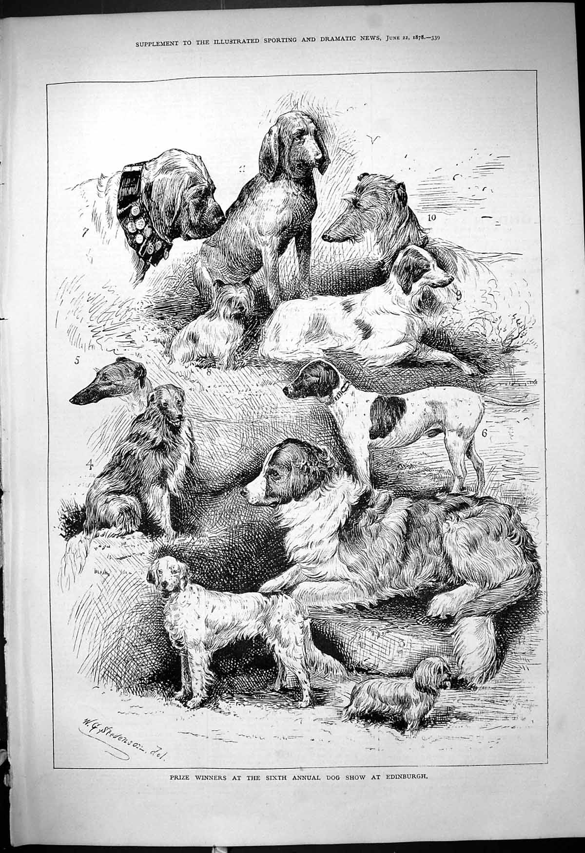 Old Antique Print Prize Winners Annual Dog Show Edinburgh Stevenson 1878 19th