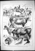 Old Prize Winners Bath England Agricultural Show Oxford Animals 1878 Victorian