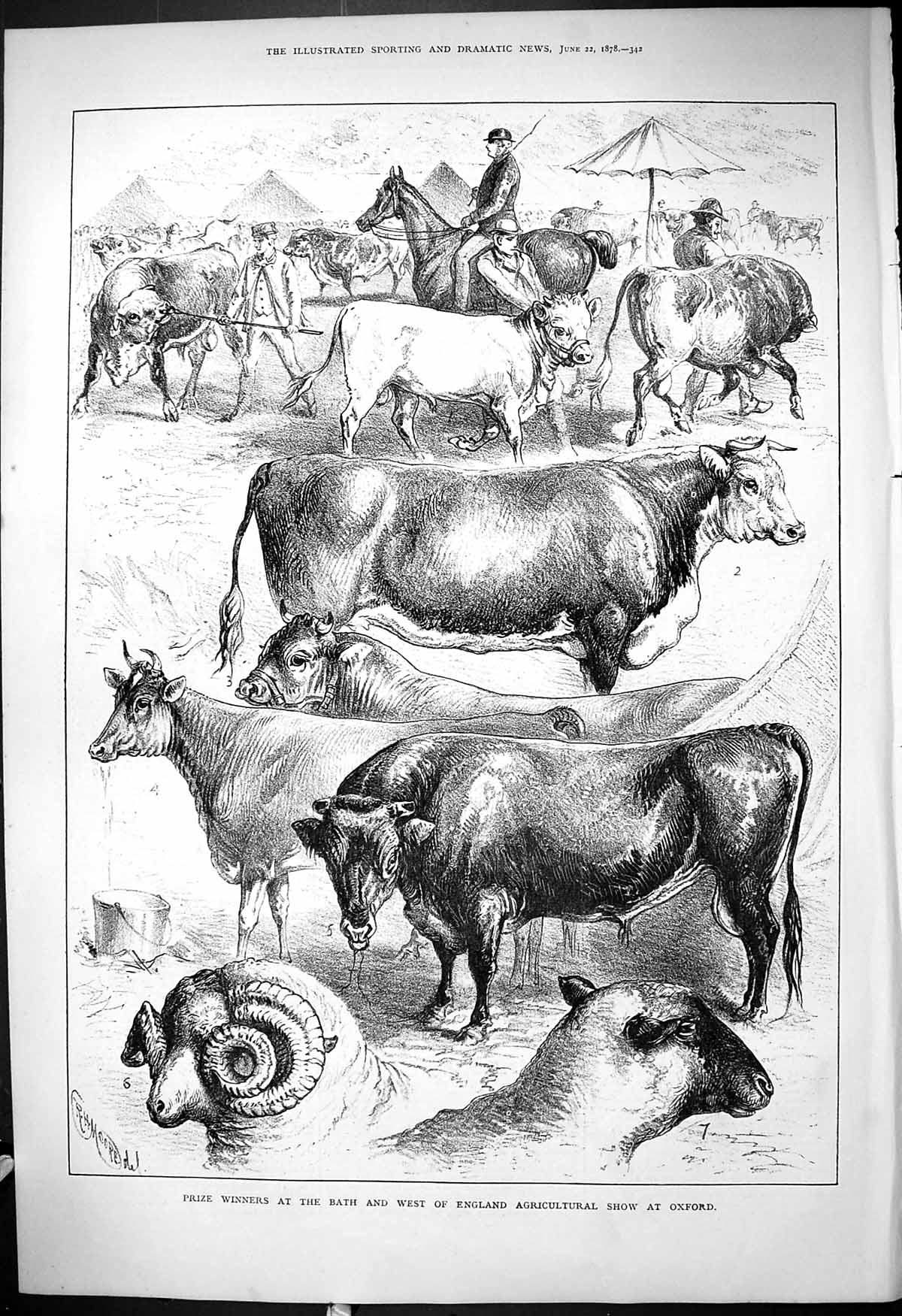 Old Prize Winners Bath England Agricultural Show Oxford Animals 1878 Victorian